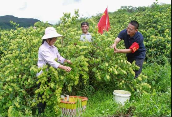 正版资料免费资料大全