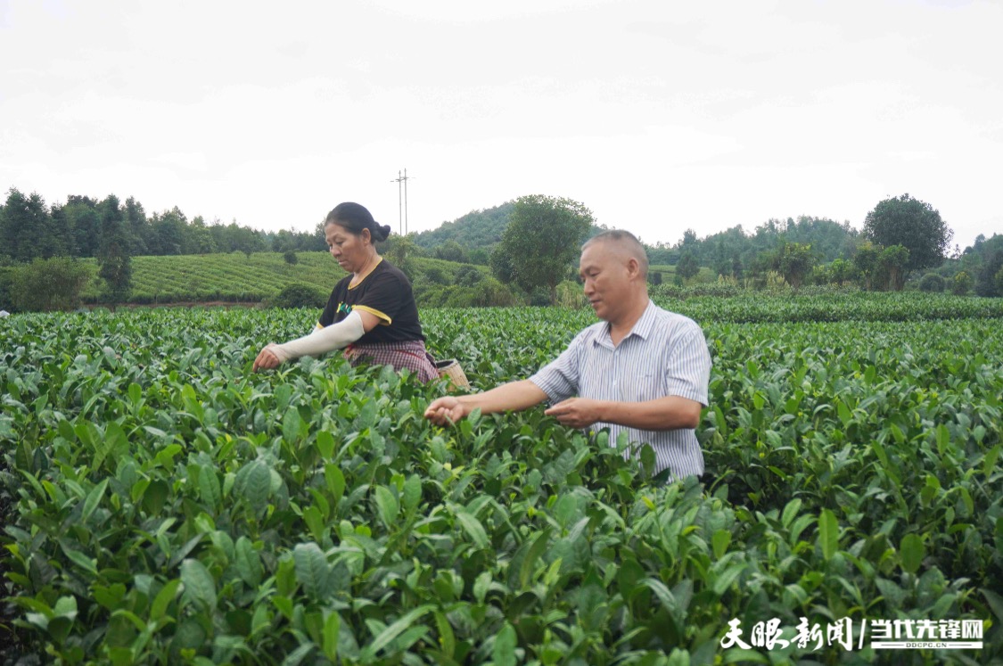 正版资料免费资料大全