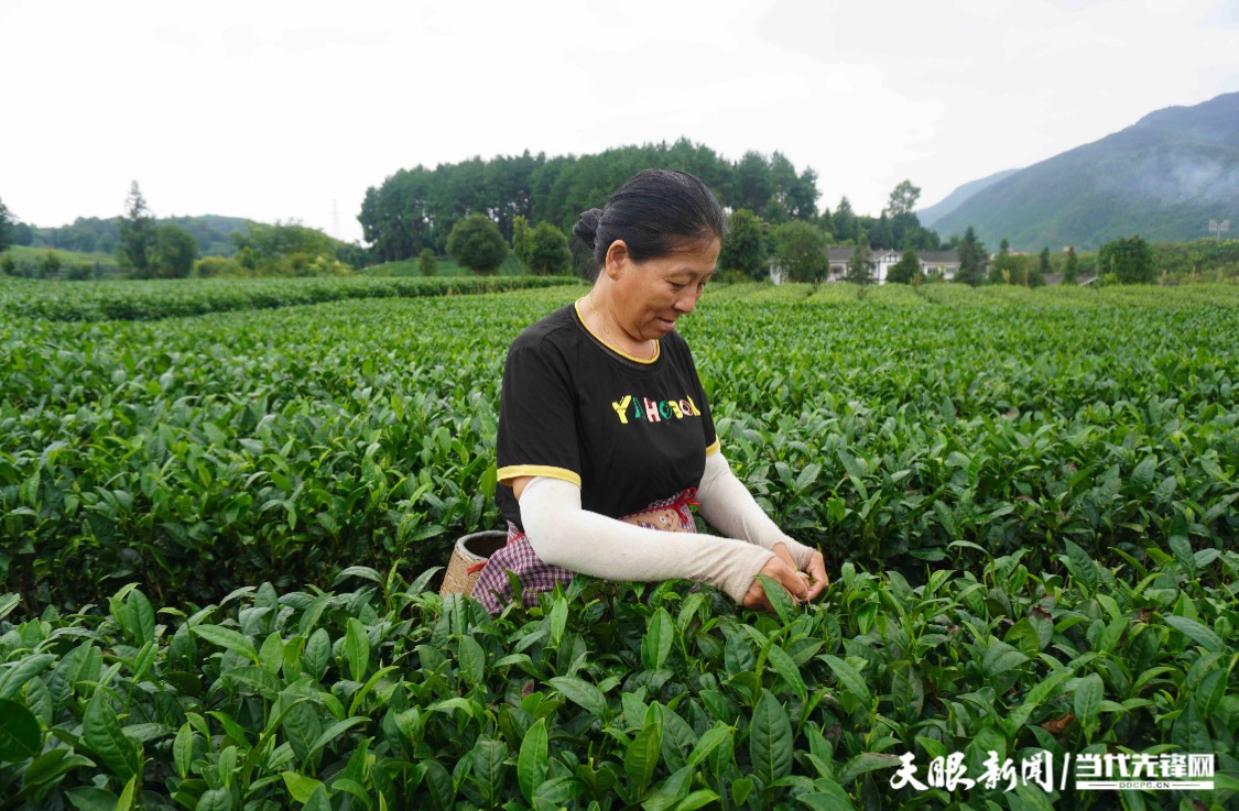 正版资料免费资料大全